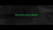 母拉布拉多初次配种