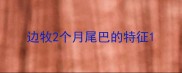 边牧2个月尾巴的特征