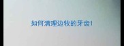 如何清理边牧的牙齿