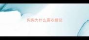 狗狗为什么喜欢睡觉