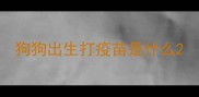 狗狗出生打疫苗是什么