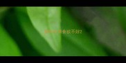 猫咪发情食欲不好