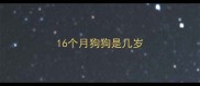 16个月狗狗是几岁