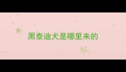 黑泰迪犬是哪里来的