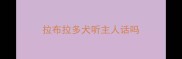 拉布拉多犬听主人话吗