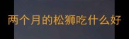 两个月的松狮吃什么好