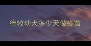 德牧幼犬多少天做疫苗