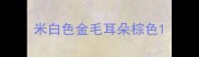 米白色金毛耳朵棕色
