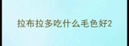 拉布拉多吃什么毛色好