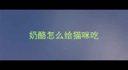 奶酪怎么给猫咪吃