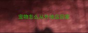 宠物怎么从外地运回家