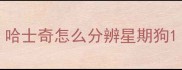 哈士奇怎么分辨星期狗
