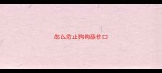 怎么防止狗狗舔伤口