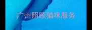 广州照顾猫咪服务