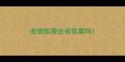 宠物狐狸会有狐臭吗