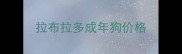拉布拉多成年狗价格