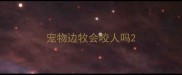 宠物边牧会咬人吗
