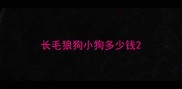 长毛狼狗小狗多少钱