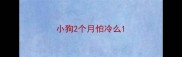 小狗2个月怕冷么