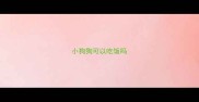 小狗狗可以吃饭吗