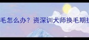 拉布拉多掉毛怎么办资深训犬师换毛期护理全攻略