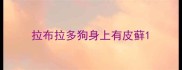 拉布拉多狗身上有皮藓
