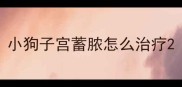 小狗子宫蓄脓怎么治疗