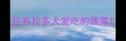 拉布拉多犬爱吃的蔬菜