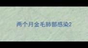 两个月金毛肺部感染