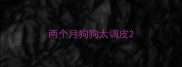 两个月狗狗太调皮