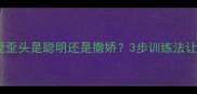 拉布拉多总爱歪头是聪明还是撒娇3步训练法让歪头变习惯