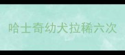 哈士奇幼犬拉稀六次
