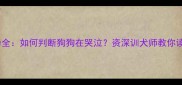 拉布拉多情绪行为全如何判断狗狗在哭泣资深训犬师教你读懂汪星人的语言