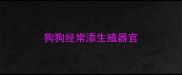 狗狗经常添生殖器官