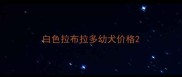 白色拉布拉多幼犬价格