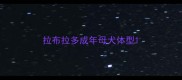 拉布拉多成年母犬体型