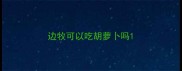 边牧可以吃胡萝卜吗