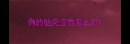 狗的脑炎疫苗怎么打