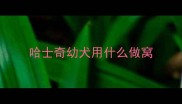 哈士奇幼犬用什么做窝