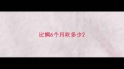比熊6个月吃多少