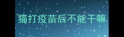 猫打疫苗后不能干嘛