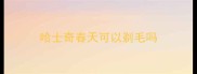 哈士奇春天可以剃毛吗