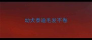 幼犬泰迪毛发不卷