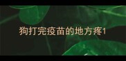狗打完疫苗的地方疼