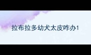 拉布拉多幼犬太皮咋办