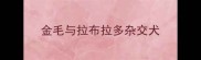 金毛与拉布拉多杂交犬