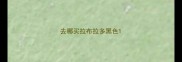 去哪买拉布拉多黑色