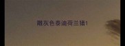 雕灰色泰迪荷兰猪