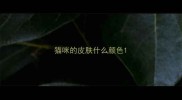 猫咪的皮肤什么颜色