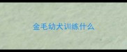 金毛幼犬训练什么